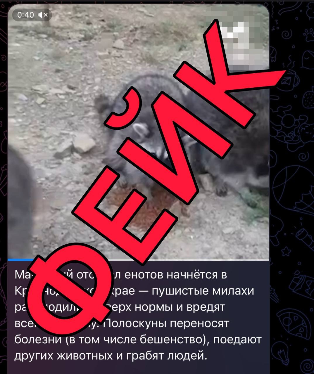 КубанскиеВести.Ру - Оперштаб назвал фейком данные об уничтожении енотов на Кубани