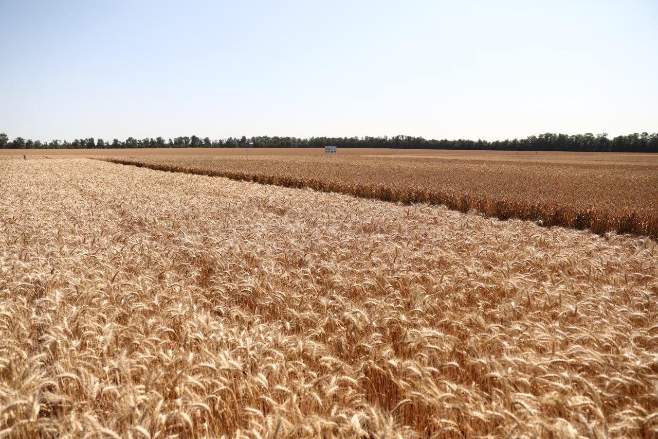 КубанскиеВести.Ру - В Краснодарском крае в 2026 году экспортируют сельхозпродукцию на 2,8 млрд долларов по нацпроекту...