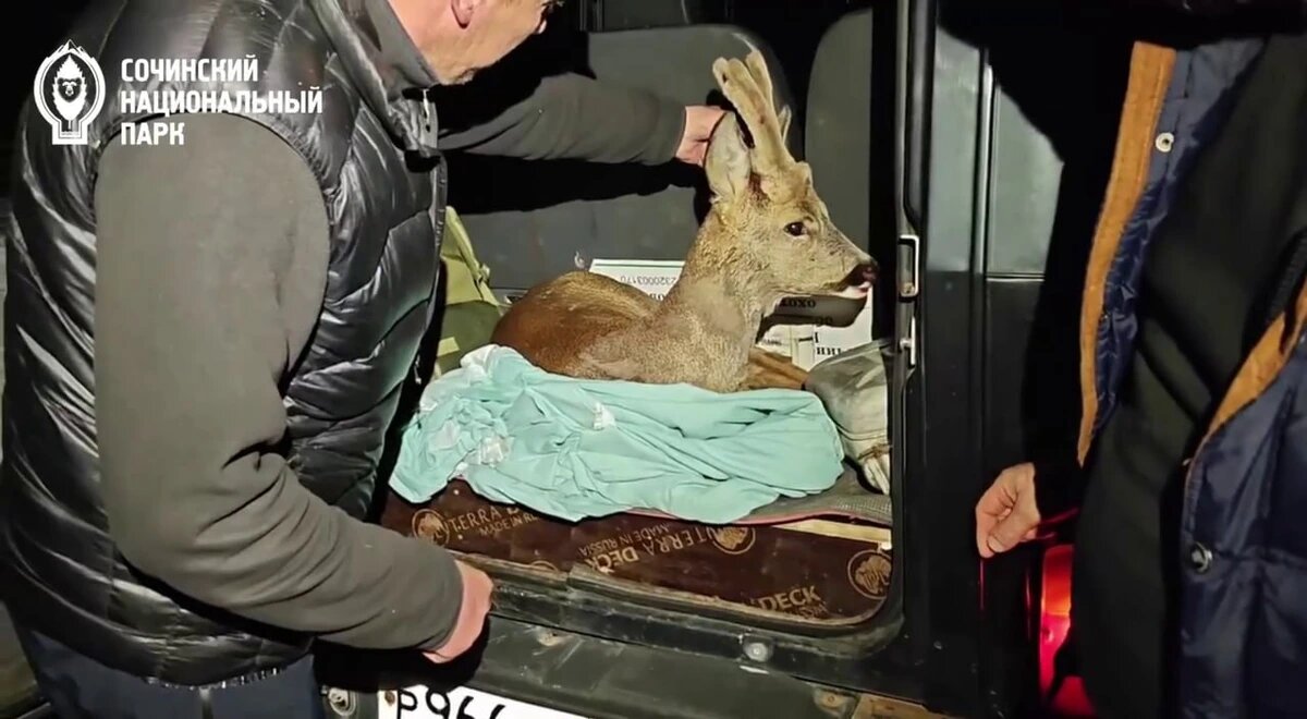 КубанскиеВести.Ру - Бродячие собаки едва не растерзали косулю в Сочи